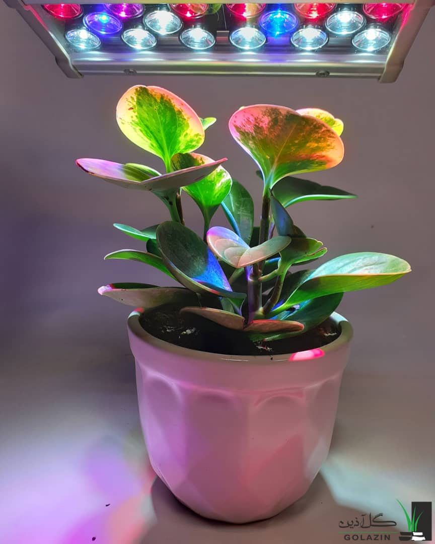 روش ساخت لامپ رشد گیاه