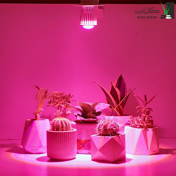 نور مصنوعی گیاهان آپارتمانی