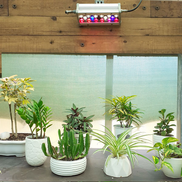 نور مصنوعی گیاهان آپارتمانی