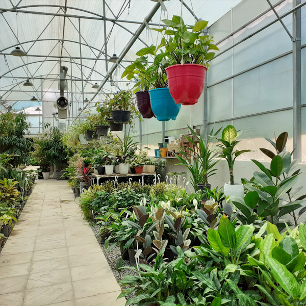 گیاهان آپارتمانی ارزان
