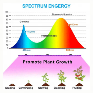 تفاوت چراغ رشد گیاه با چراغ معمولی